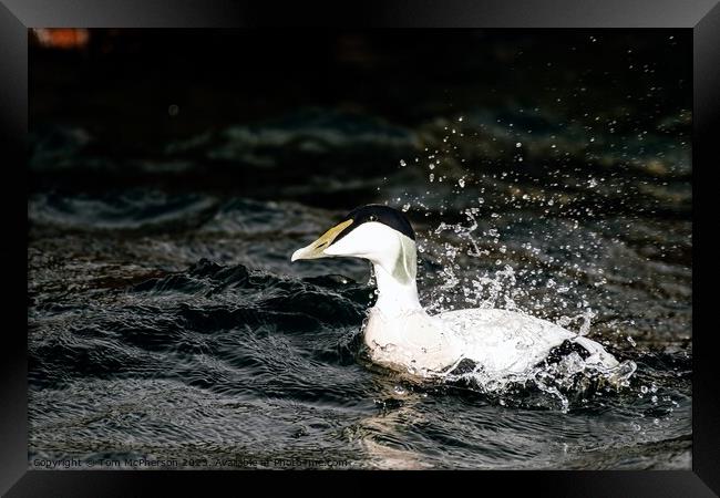 'Iconic Male Eider: UK's Robust Duck' Framed Print by Tom McPherson