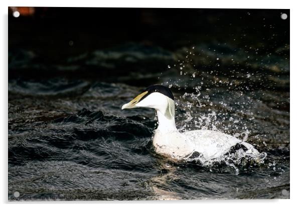 'Iconic Male Eider: UK's Robust Duck' Acrylic by Tom McPherson