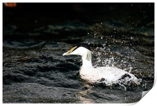 'Iconic Male Eider: UK's Robust Duck' Print by Tom McPherson