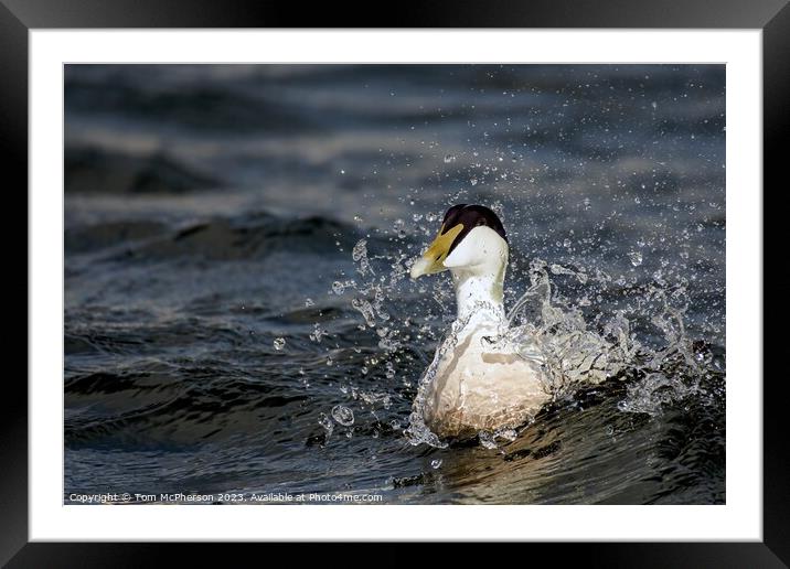 Hardy Native: The UK's Robust Eider Duck Framed Mounted Print by Tom McPherson