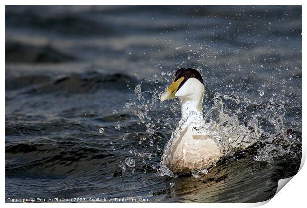Hardy Native: The UK's Robust Eider Duck Print by Tom McPherson