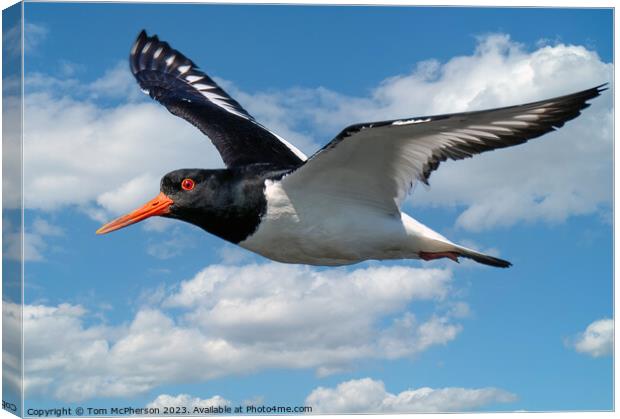Oystercatcher's Aerial Ballet Canvas Print by Tom McPherson