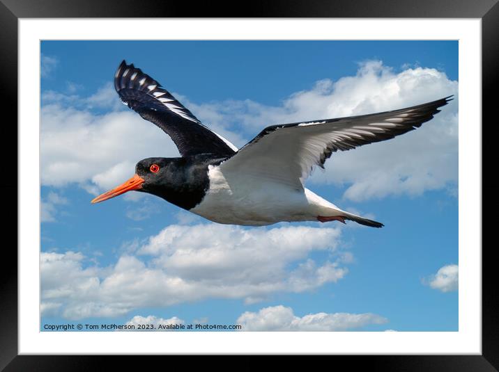 Oystercatcher's Aerial Ballet Framed Mounted Print by Tom McPherson