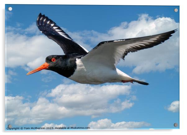Oystercatcher's Aerial Ballet Acrylic by Tom McPherson
