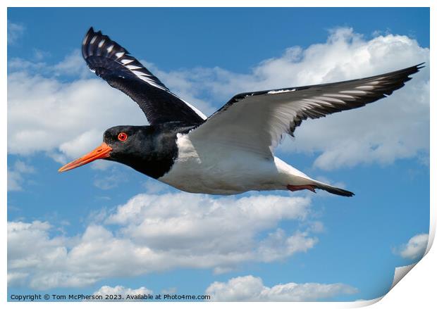 Oystercatcher's Aerial Ballet Print by Tom McPherson