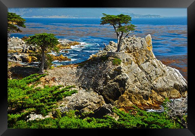 Cypress and rocks in Monterey Framed Print by Jonah Anderson Photography