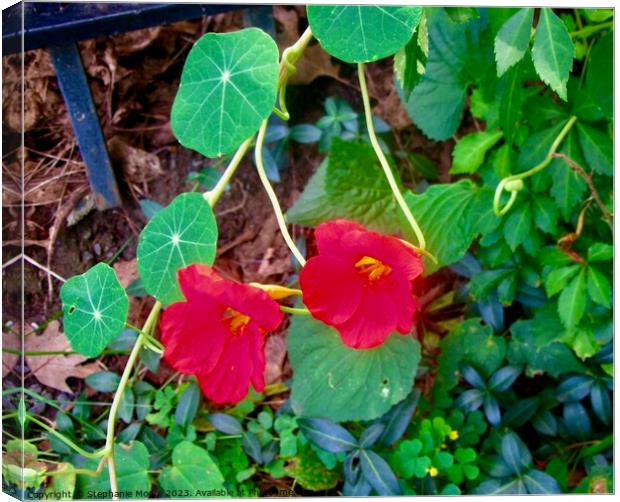 Red Nasturtiums Canvas Print by Stephanie Moore