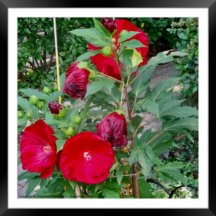 Plant flowers hibiscus Framed Mounted Print by Stephanie Moore