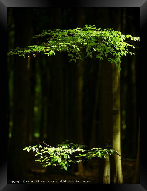 Sunlit  leaves Framed Print by Simon Johnson