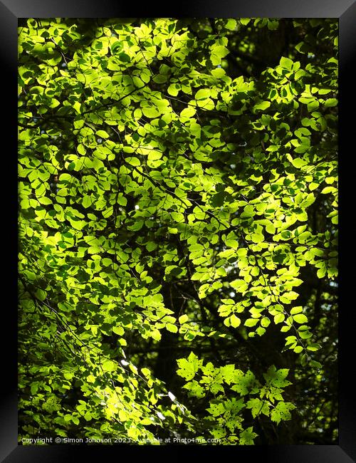 sunlit leaves Framed Print by Simon Johnson