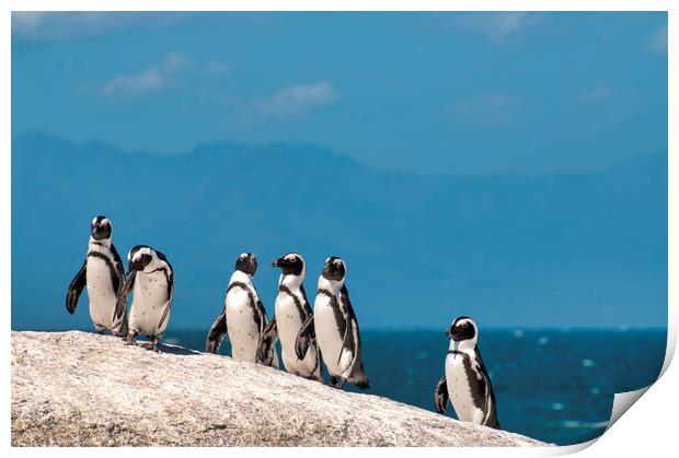 African Penguins Print by Fabrizio Troiani