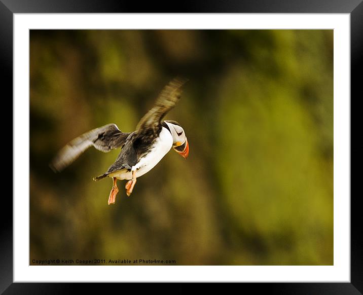 Puffin in Flight Framed Mounted Print by Keith Cooper