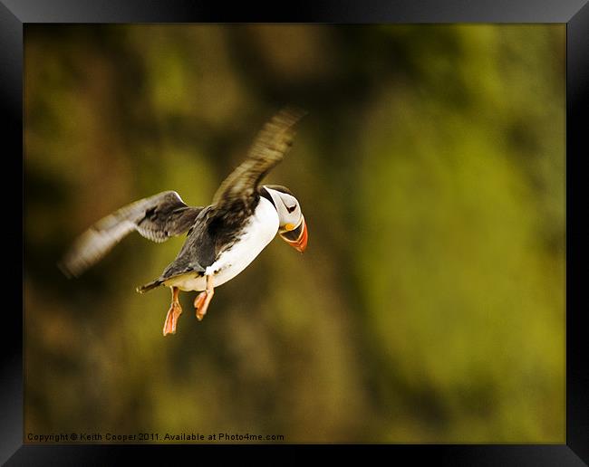 Puffin in Flight Framed Print by Keith Cooper