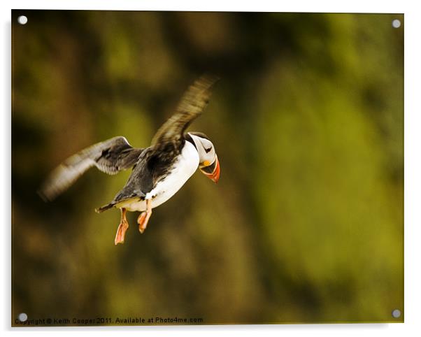 Puffin in Flight Acrylic by Keith Cooper