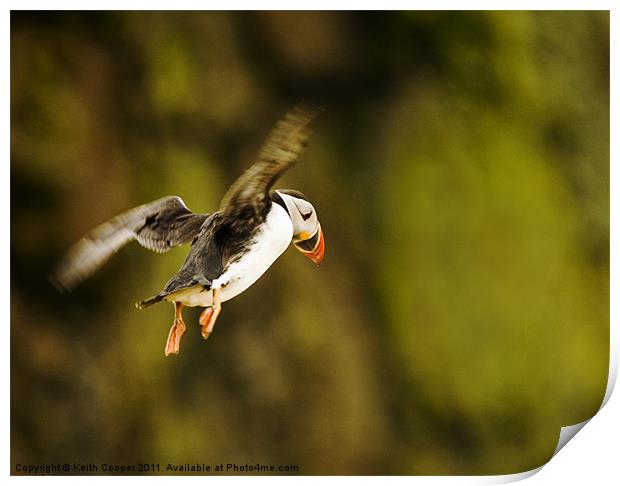 Puffin in Flight Print by Keith Cooper