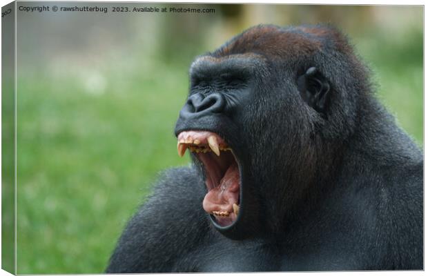 gorilla lope yawning Canvas Print by rawshutterbug 