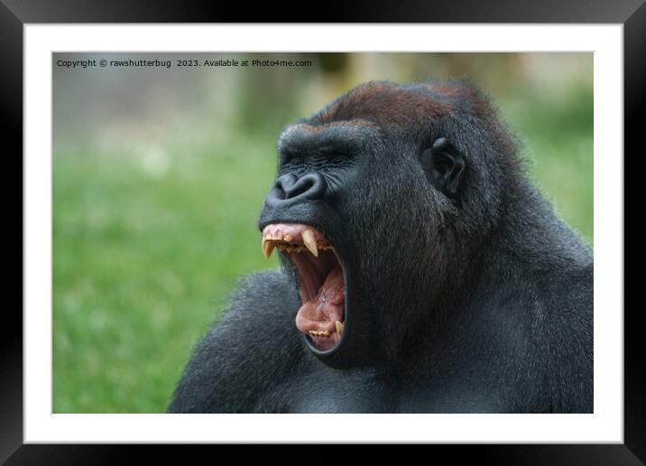 gorilla lope yawning Framed Mounted Print by rawshutterbug 