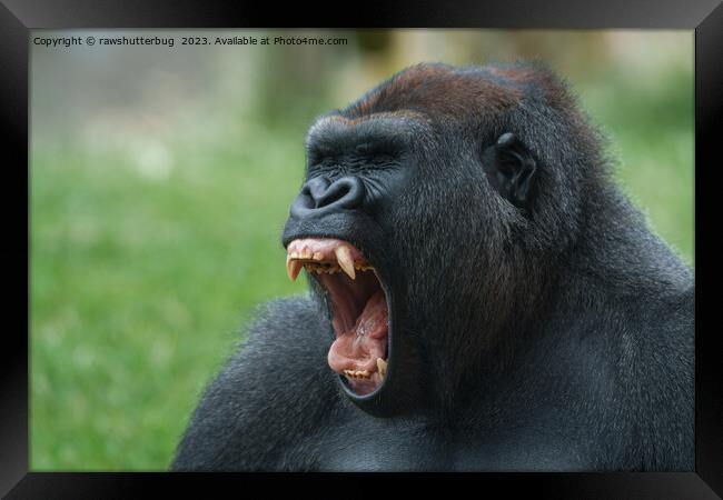 gorilla lope yawning Framed Print by rawshutterbug 