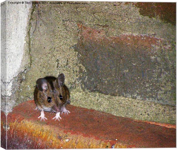 Mini the Mouse Canvas Print by Terri Waters