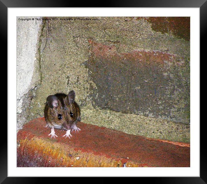 Mini the Mouse Framed Mounted Print by Terri Waters