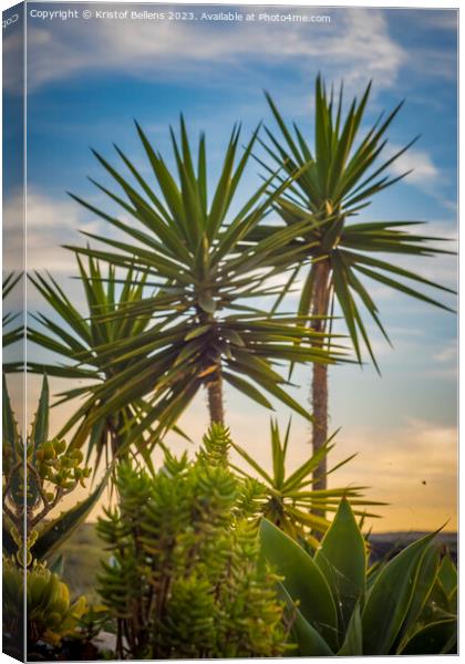 Vertical shot of tropical palm trees and plants during sunset in Lanzarote Canvas Print by Kristof Bellens