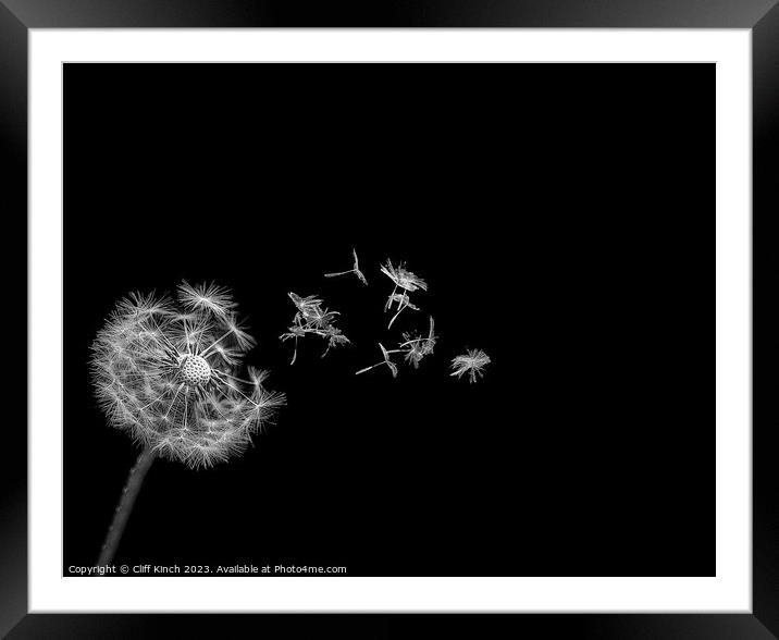 Dandelion's Whispering Flight Framed Mounted Print by Cliff Kinch