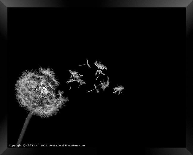 Dandelion's Whispering Flight Framed Print by Cliff Kinch