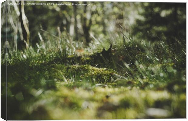 Low angle shot of moss field and grass surface in the forest. Canvas Print by Kristof Bellens