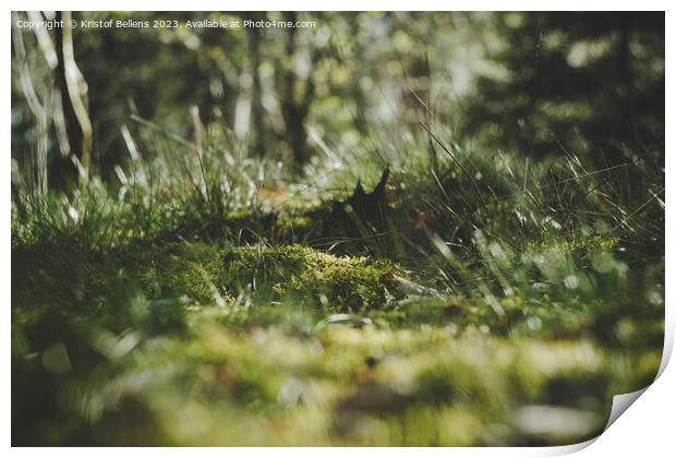 Low angle shot of moss field and grass surface in the forest. Print by Kristof Bellens