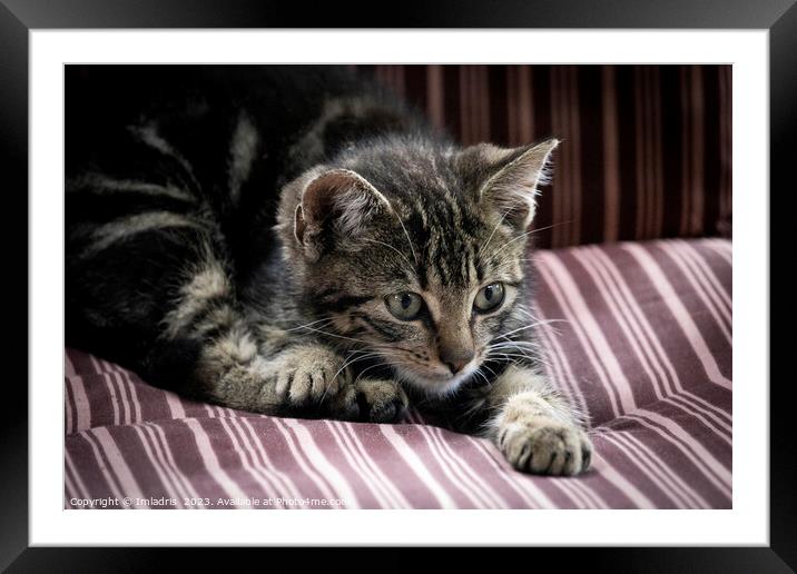 Stripy Kitten on a Stripy Chair Framed Mounted Print by Imladris 