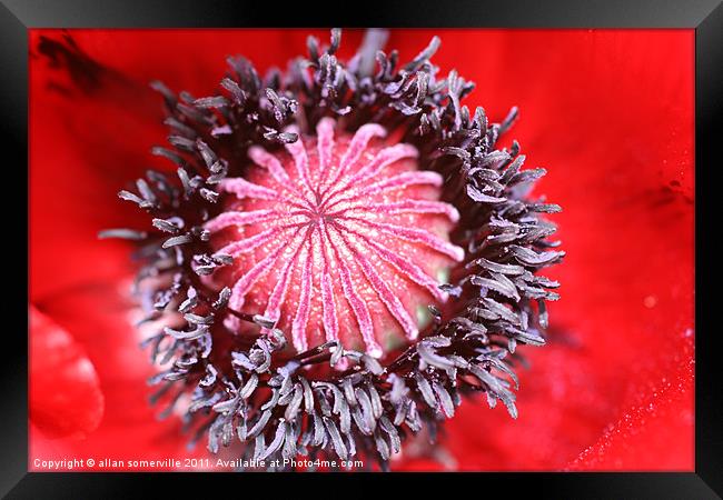 poppy detail Framed Print by allan somerville