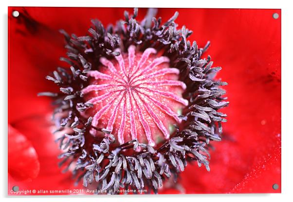 poppy detail Acrylic by allan somerville