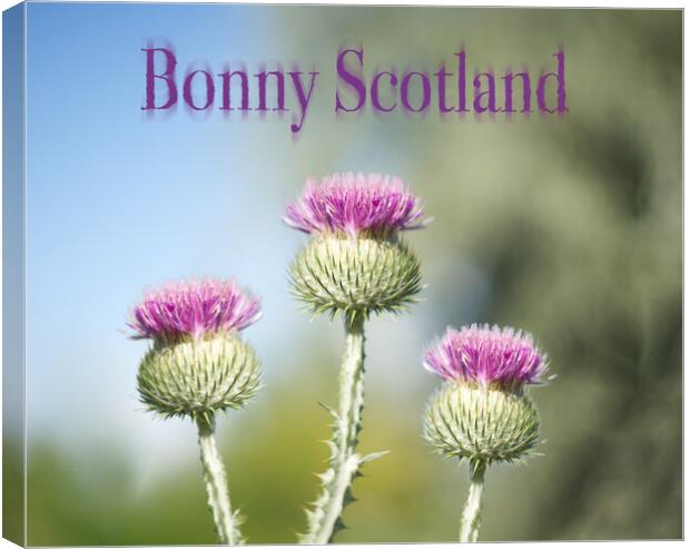 Bonny Scotland Thistle Canvas Print by Zenith Photography
