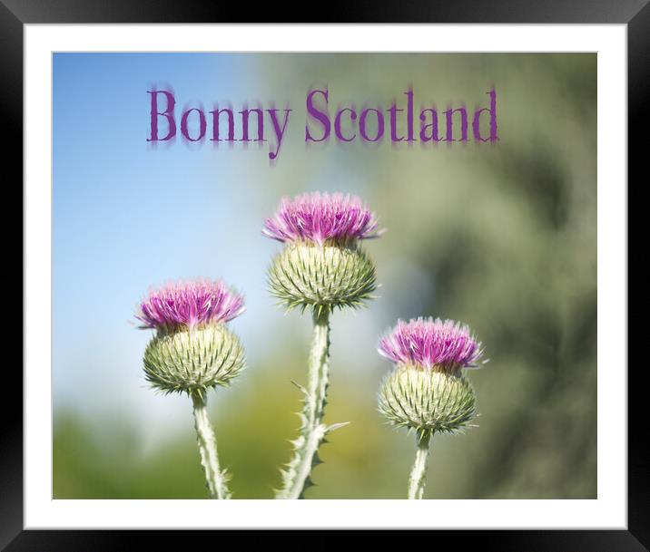 Bonny Scotland Thistle Framed Mounted Print by Zenith Photography