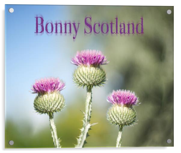 Bonny Scotland Thistle Acrylic by Zenith Photography