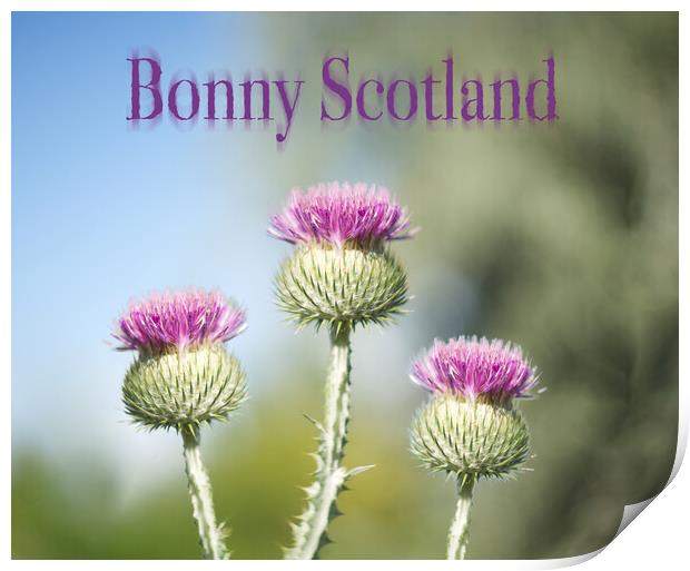 Bonny Scotland Thistle Print by Zenith Photography