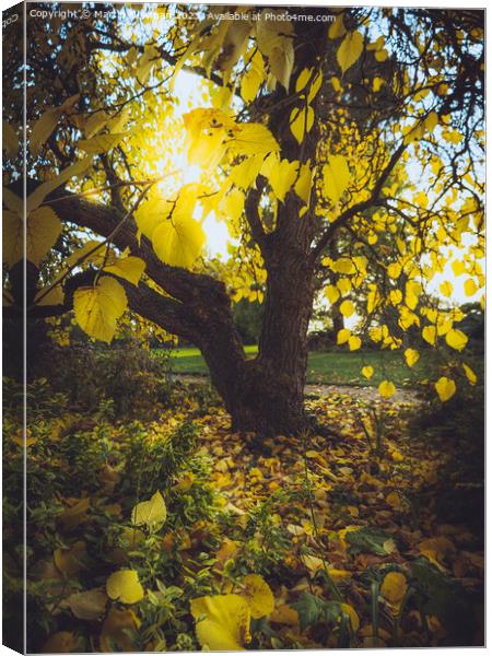 Plant tree Canvas Print by Martin Newman