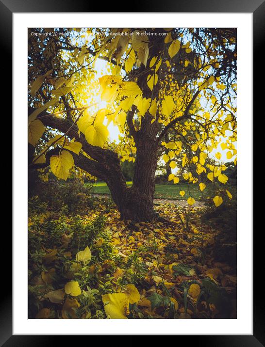 Plant tree Framed Mounted Print by Martin Newman
