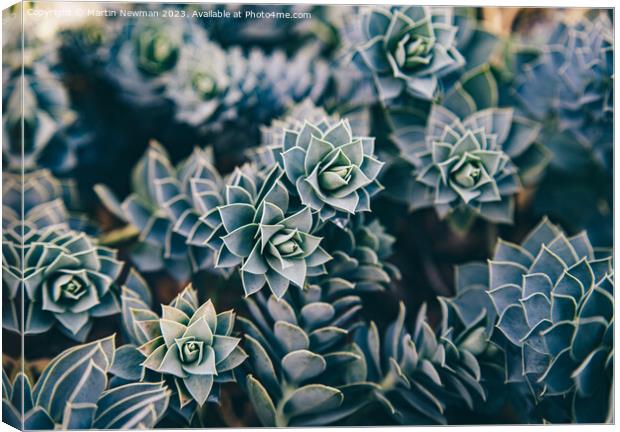 Succulents Canvas Print by Martin Newman