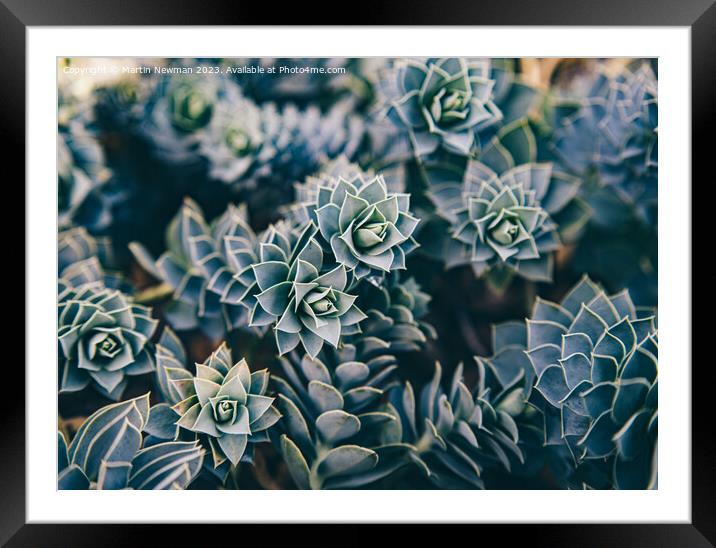 Succulents Framed Mounted Print by Martin Newman