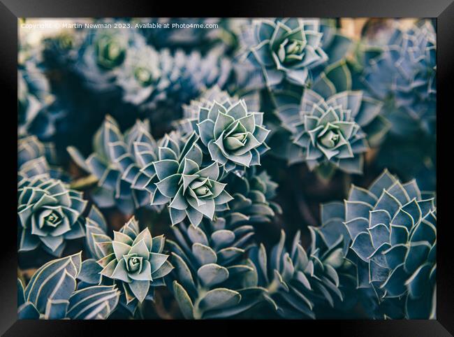 Succulents Framed Print by Martin Newman