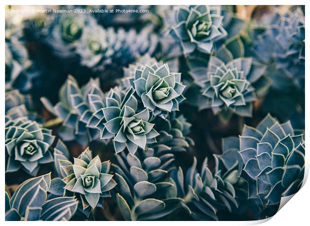 Succulents Print by Martin Newman