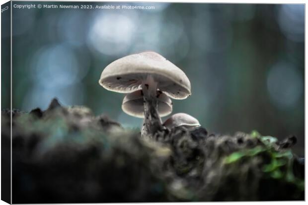 Forest Floor Fungi Canvas Print by Martin Newman