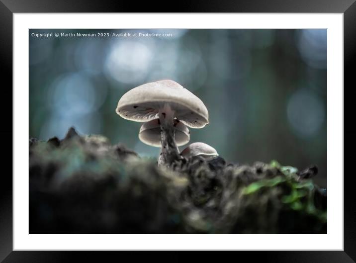 Forest Floor Fungi Framed Mounted Print by Martin Newman