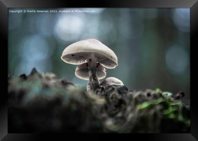 Forest Floor Fungi Framed Print by Martin Newman
