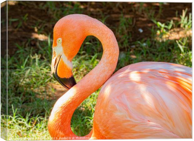 Close up shot of cute pink flamingo Canvas Print by Chon Kit Leong