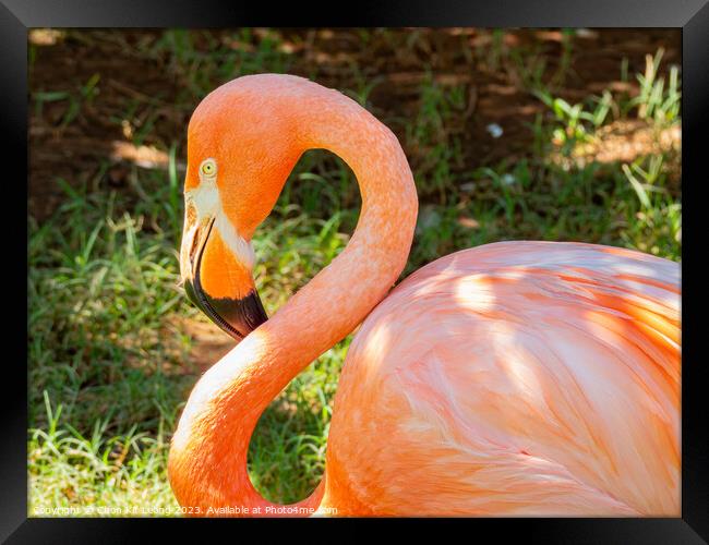 Close up shot of cute pink flamingo Framed Print by Chon Kit Leong