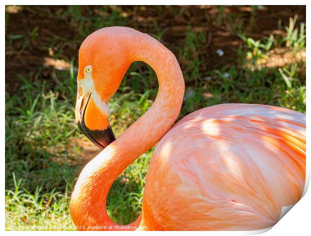 Close up shot of cute pink flamingo Print by Chon Kit Leong