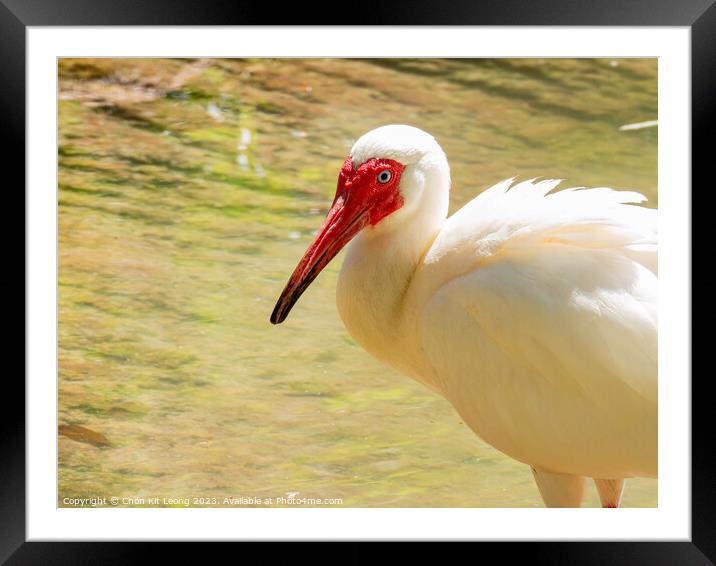 Close up shot of cute American white ibis Framed Mounted Print by Chon Kit Leong