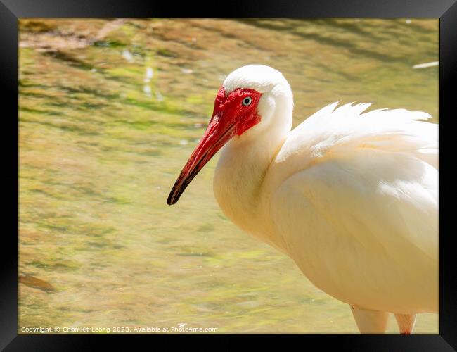 Close up shot of cute American white ibis Framed Print by Chon Kit Leong